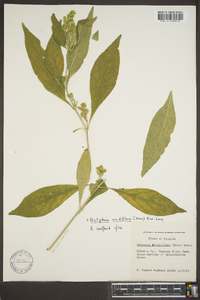 Yeatesia viridiflora image