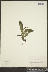 Justicia ovata image