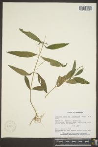 Justicia ovata image