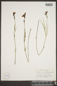 Justicia crassifolia image