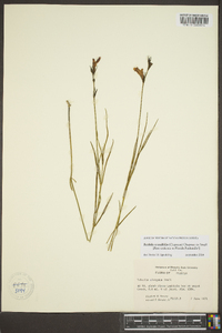 Justicia crassifolia image