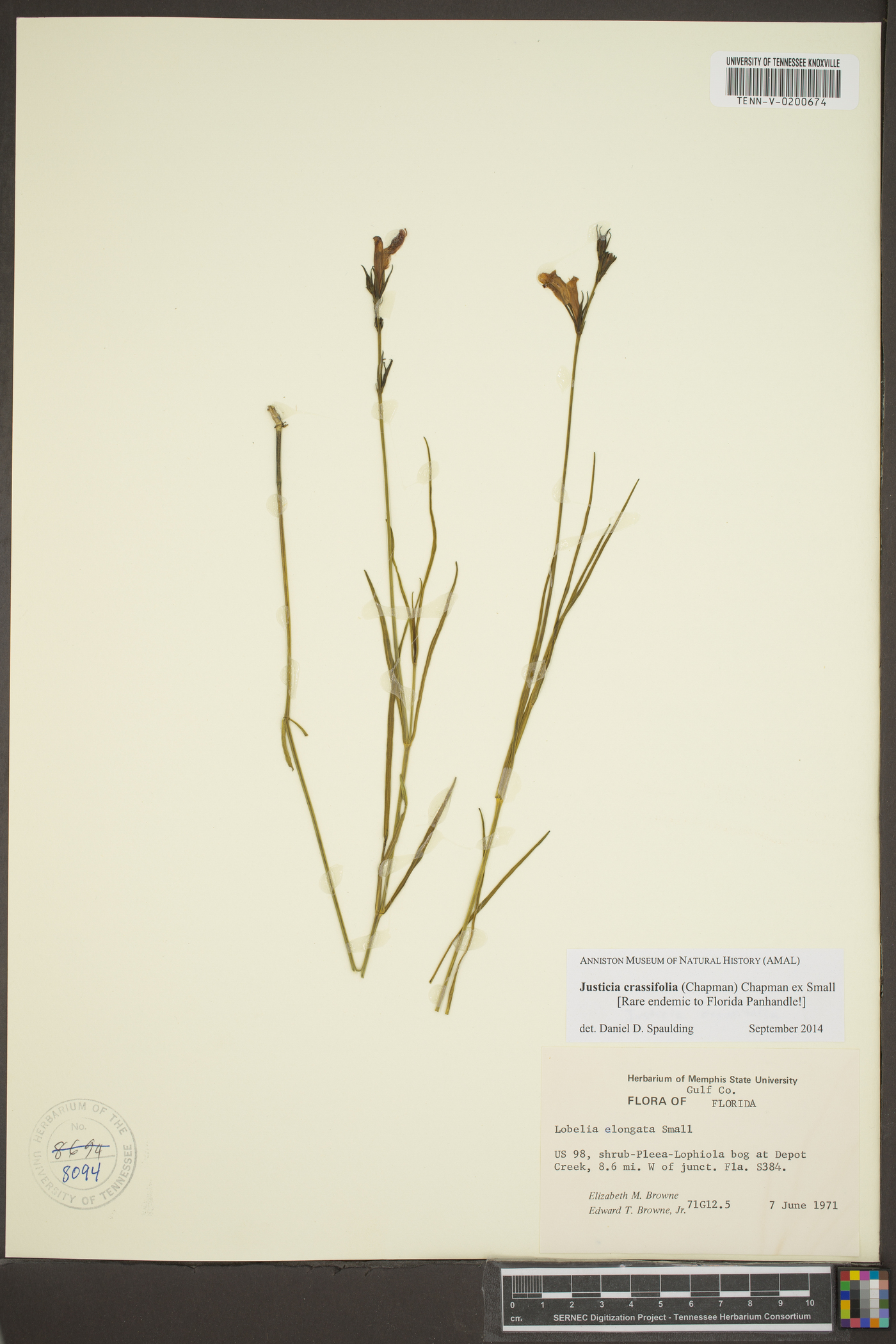 Justicia crassifolia image