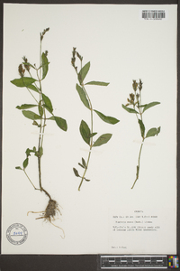 Justicia ovata image