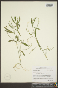 Justicia ovata var. lanceolata image