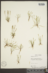 Plantago elongata image