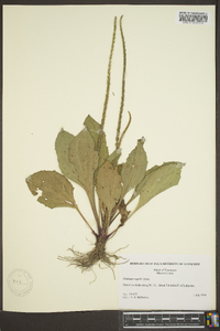 Plantago rugelii image