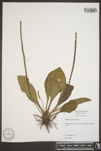 Plantago rugelii image