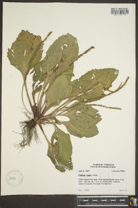 Plantago rugelii image