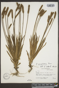 Plantago wrightiana image