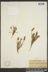 Plantago helleri image