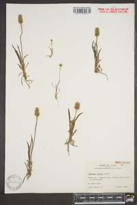 Plantago helleri image