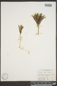 Plantago helleri image