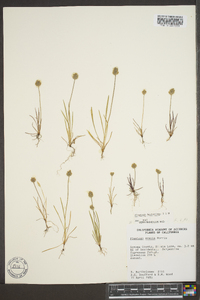 Plantago hookeriana image