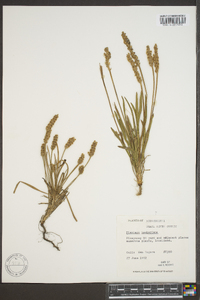 Plantago hookeriana image