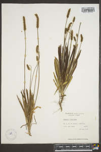 Plantago hookeriana image