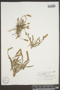 Plantago hookeriana image