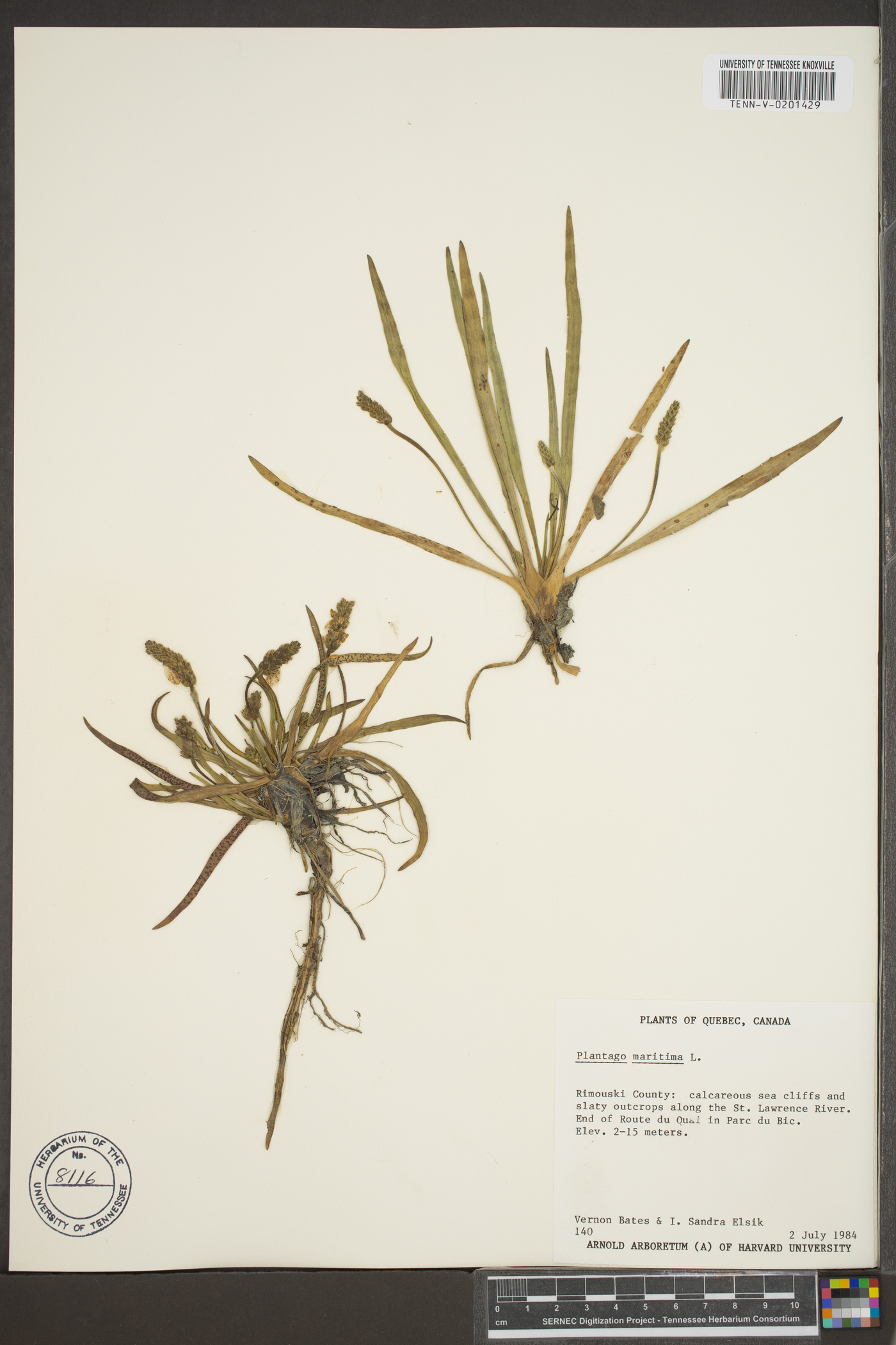 Plantago maritima image