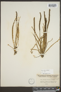 Plantago maritima image