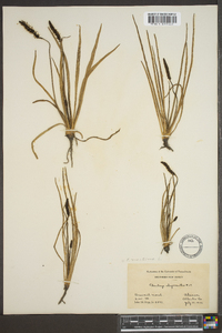 Plantago oliganthos image