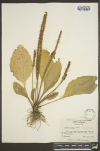 Plantago rugelii image