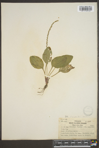 Plantago rugelii image