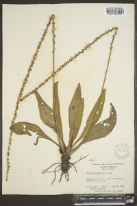 Plantago sparsiflora image