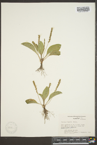 Plantago rugelii image