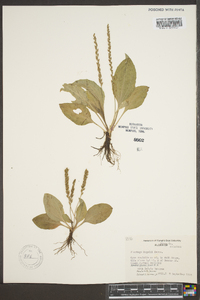 Plantago rugelii image