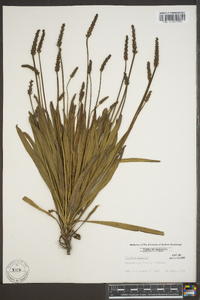 Plantago wrightiana image