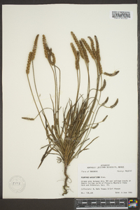 Plantago wrightiana image