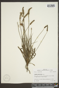 Plantago wrightiana image