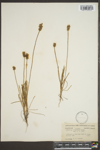 Plantago wrightiana image