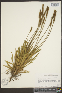 Plantago wrightiana image