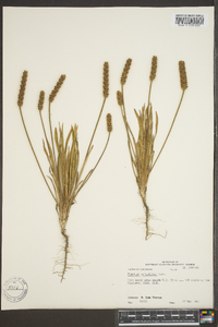 Plantago wrightiana image