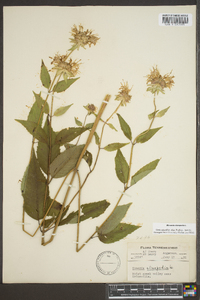 Monarda clinopodia image