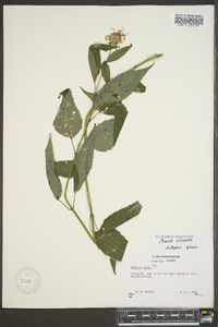 Monarda clinopodia image