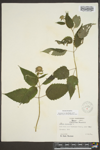 Monarda clinopodia image