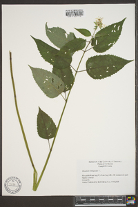 Monarda clinopodia image