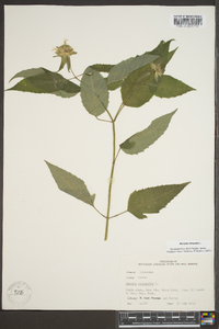 Monarda clinopodia image