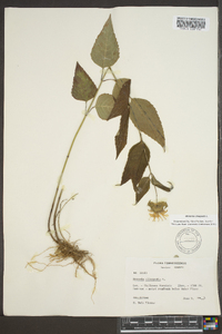 Monarda clinopodia image