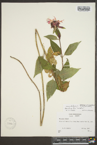 Monarda didyma image