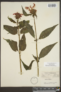 Monarda didyma image