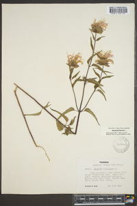 Monarda fistulosa var. fistulosa image