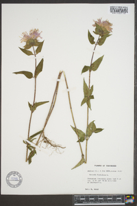 Monarda fistulosa var. fistulosa image