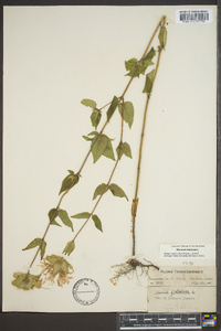 Monarda fistulosa var. fistulosa image