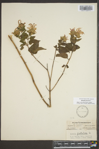 Monarda fistulosa var. fistulosa image