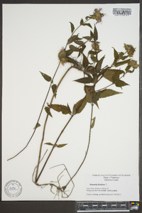 Monarda fistulosa var. fistulosa image