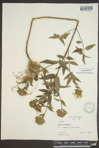 Monarda fistulosa var. fistulosa image