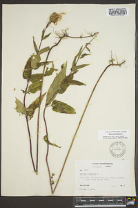 Monarda fistulosa var. fistulosa image