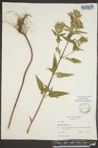 Monarda fistulosa var. fistulosa image